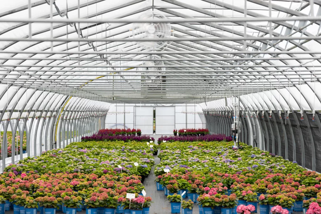 Inspection du polyéthylène de serre : guide complet pour prolonger la vie de votre revêtement 3 BVP greenhouse 37