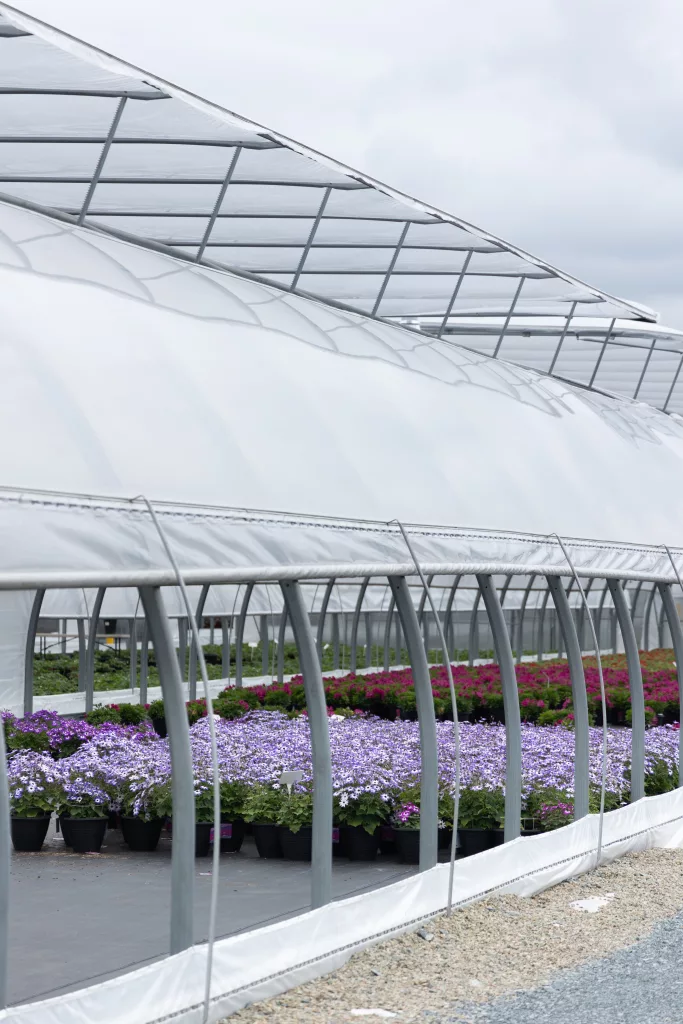 Inspection du polyéthylène de serre : guide complet pour prolonger la vie de votre revêtement 2 BVP greenhouse 43