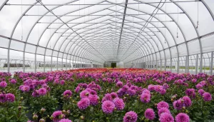 freestanding greenhouse - van belle nursery