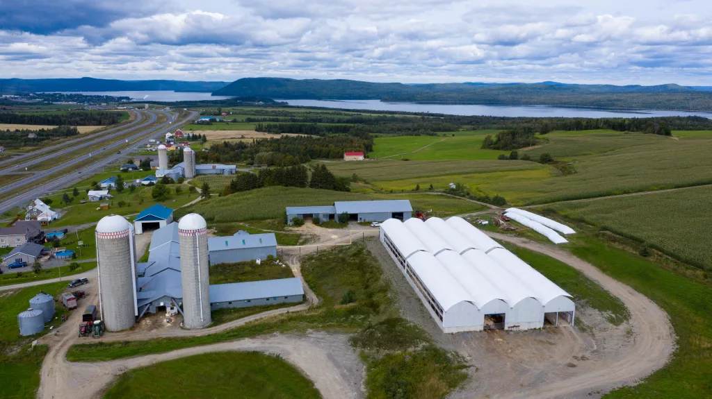Ferme laitière en serre jumelée
