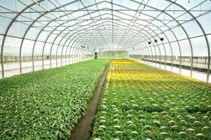 Serres individuelles - Ovaltech 8 Ovaltech horticole fin interieur j barbe 72dpi to test 03 VR web