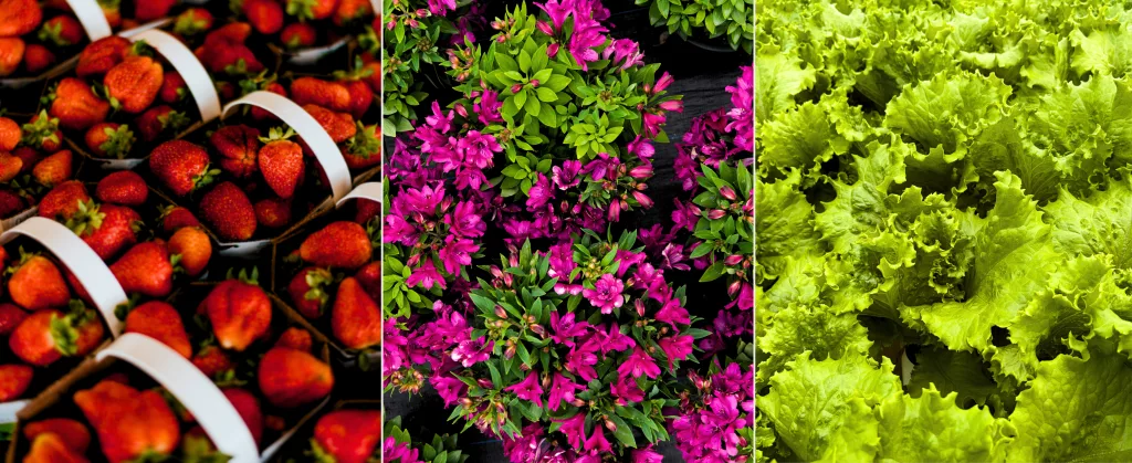 New Entrant Farm Business Accelerator Program BC greenhouse
