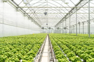 Serres jumelées - Luminosa 5 Commercial Greenhouse Expansion