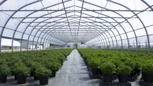 Greenhouse Polyethylene Film