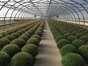Ovaltech horticole fin interieur park rapids