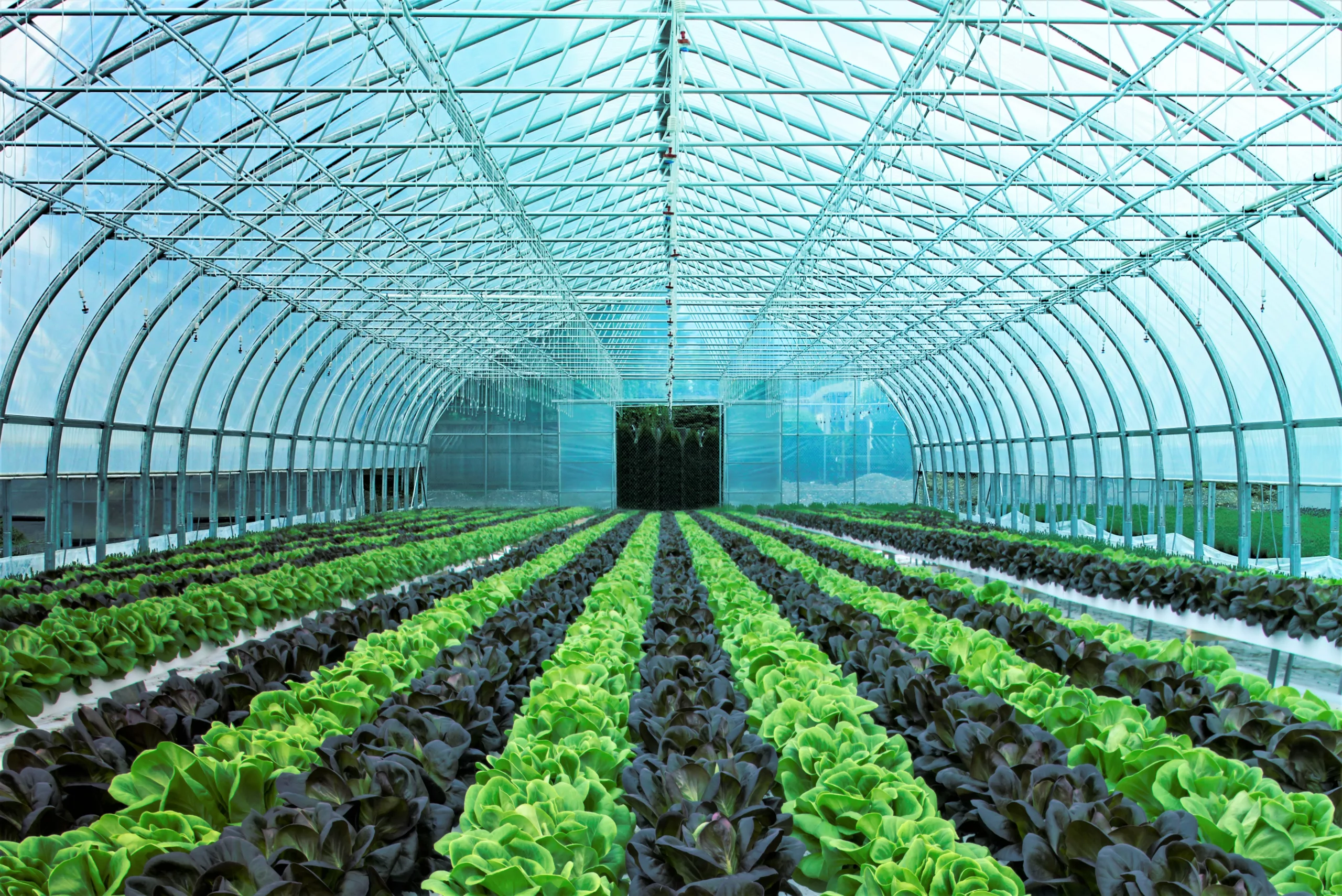 ovaltech - serre individuelle maraîchère