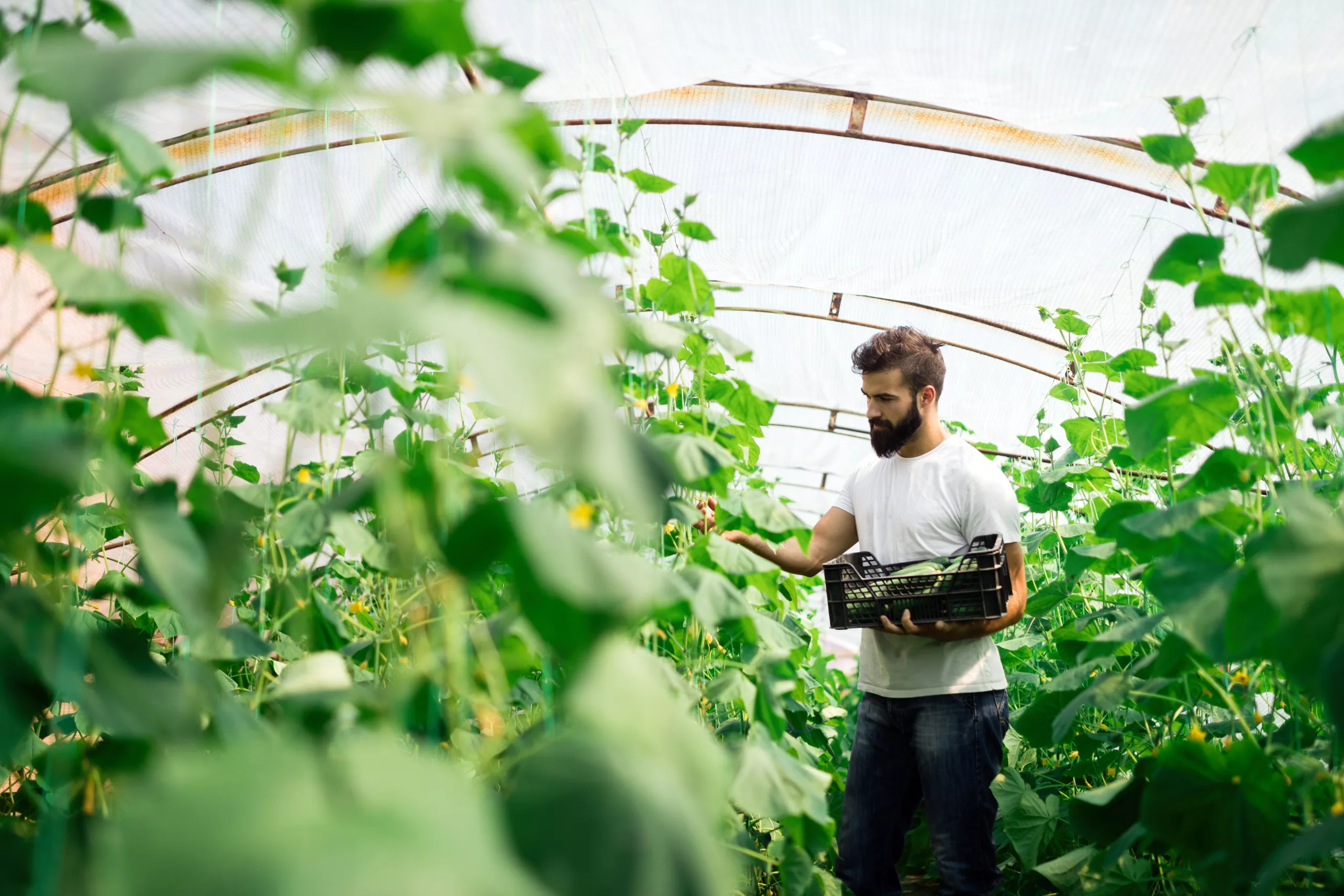 commercial greenhouse services