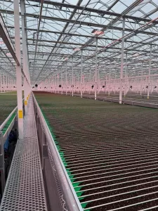 Serre en verre de type venlo - Vermax 2 Production de laitue en serres de verre chez Vegpro International