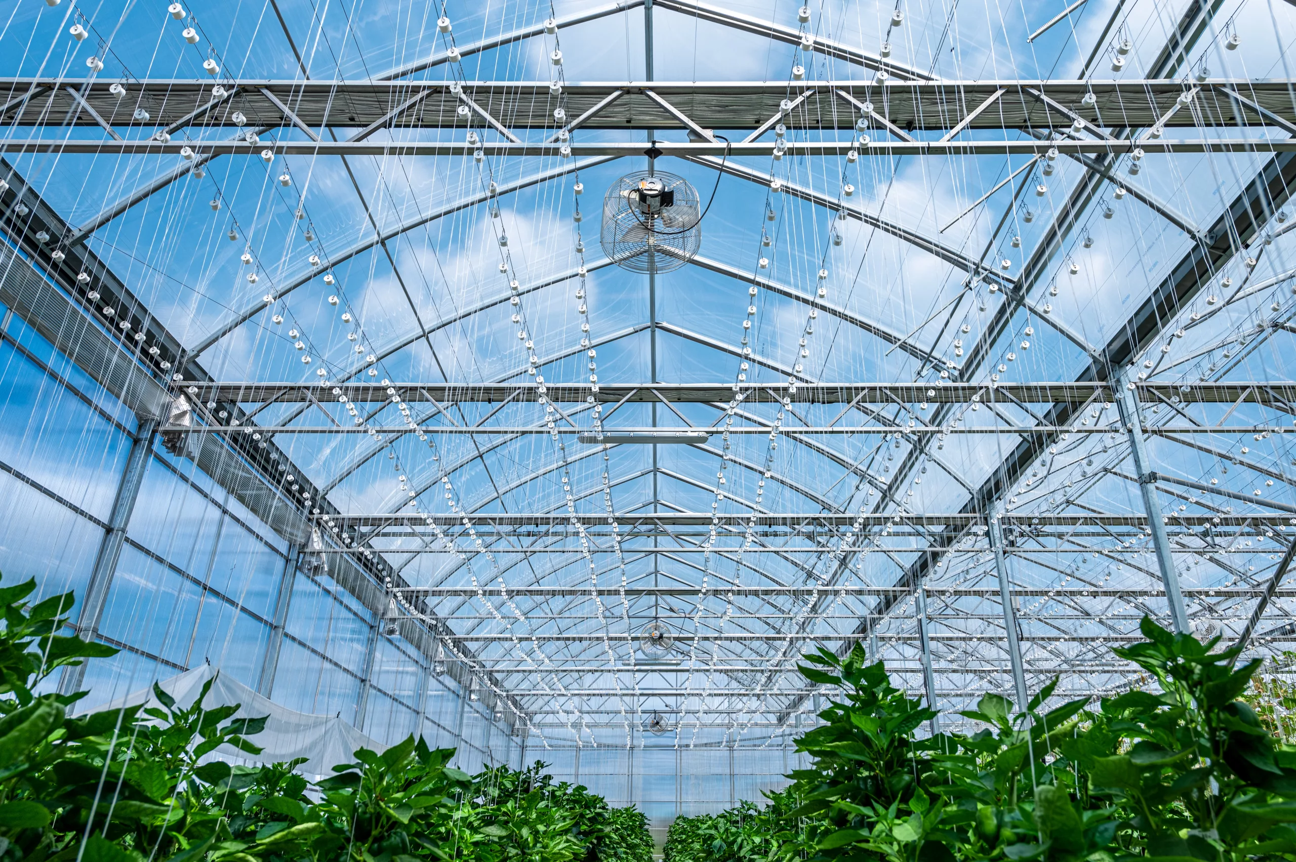 Tendances en 2025: Production en serre 3 DSC 7204 HDR scaled