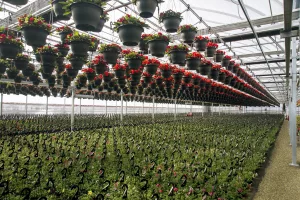 Serres jumelées - Luminosa 3 Luminosa commercial fin interieur willyhaeck