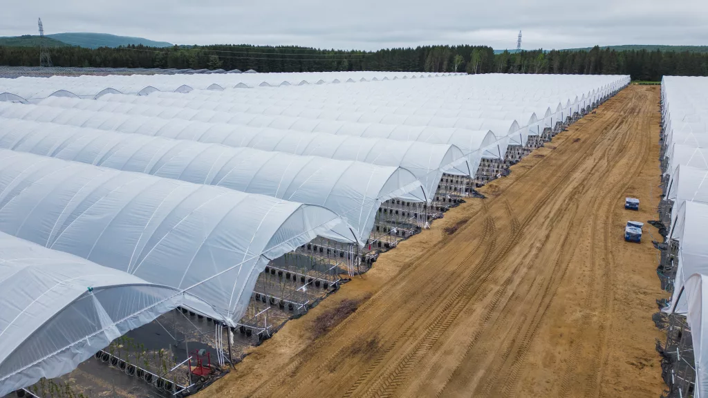 Greenhouse films