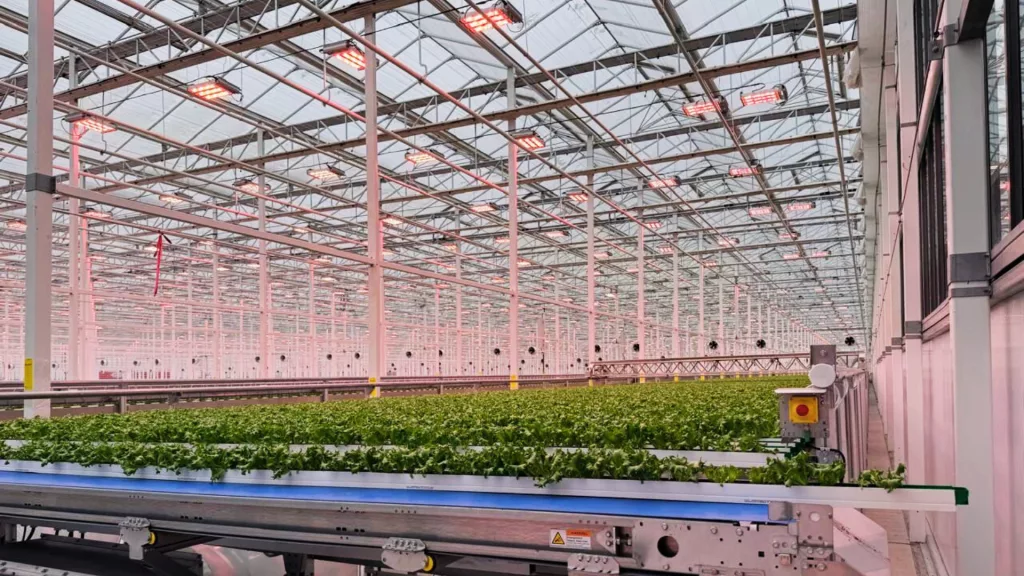 Venlo Glass Greenhouse Canada