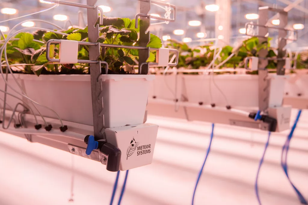 Strawberry crop yield improvement with fertigation system at Ferme Gadbois