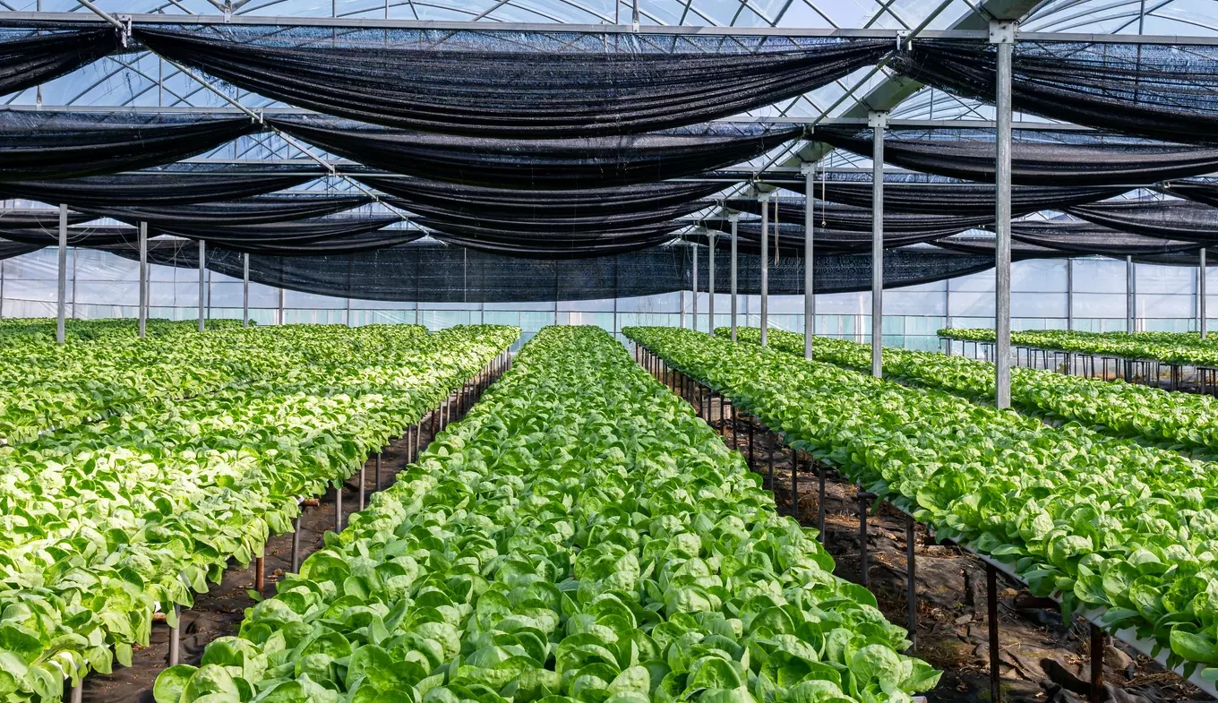 Extension de saison en serre : 4 stratégies pour cultiver en hiver 3 iStock 2045136981 e1741372424356