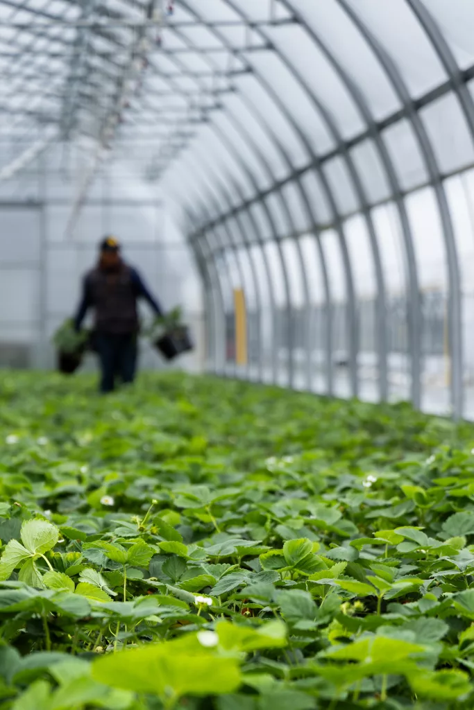 aide financière pour serre agricole