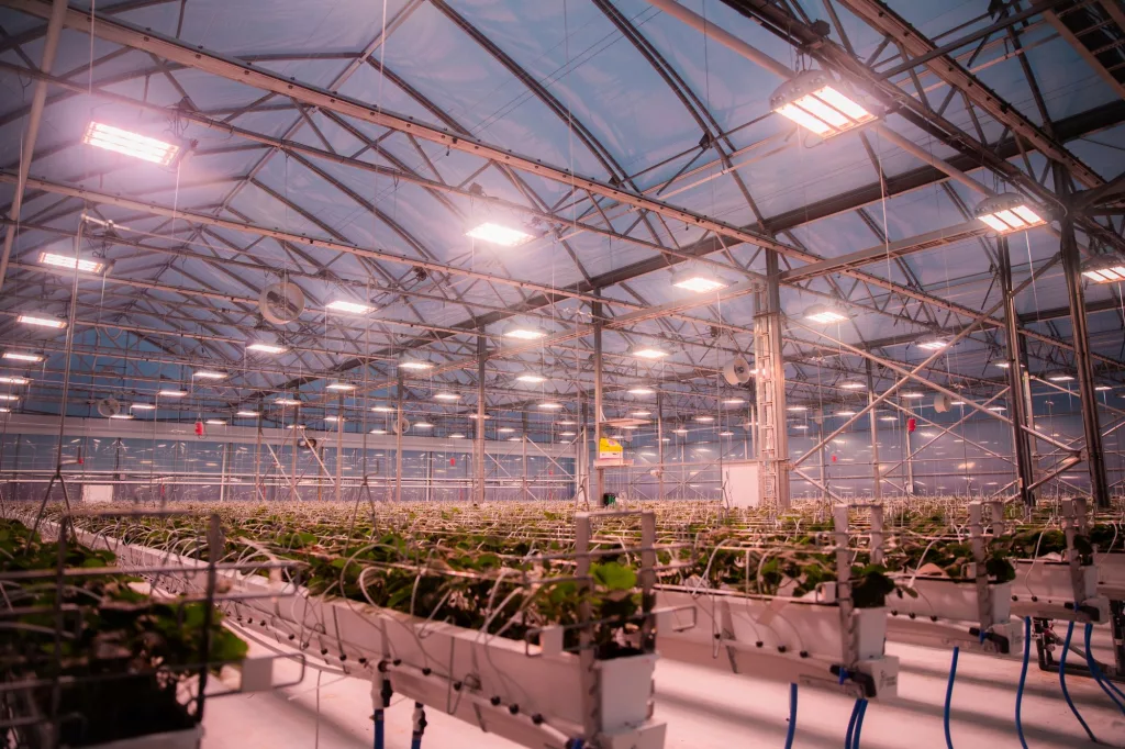 Fertigation Fundamentals: Implementing Effective Systems for Growers 2 Ferme Gadbois Strawberry