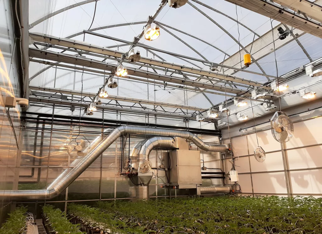 Growers Are Choosing a Cannabis Commercial Greenhouse 1 Luminosa cannabis interieur 5points pierreville 2020 2