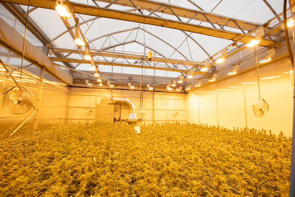 Growers Are Choosing a Cannabis Commercial Greenhouse 2 Luminosa cannabis structure 5points pierreville 2019