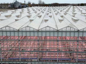 Serre en verre de type venlo - Vermax 1 vegpro vermax glass greenhouse