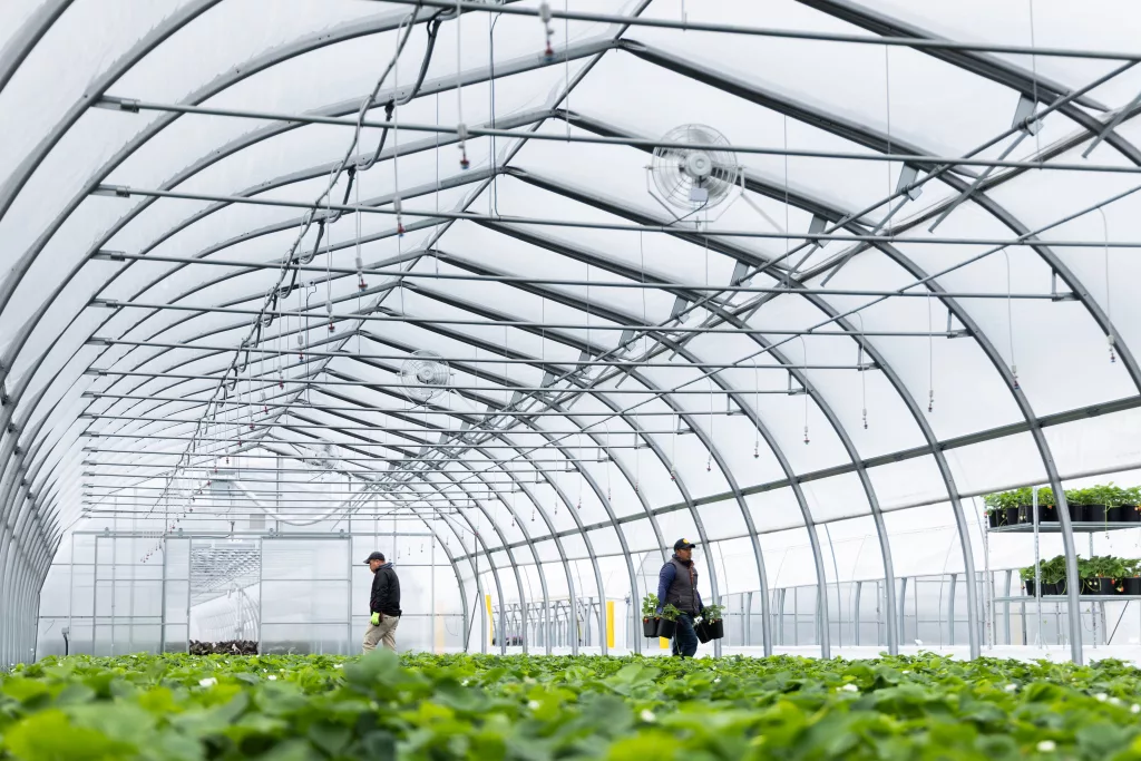 serres professionnelles maraîchères - fraises