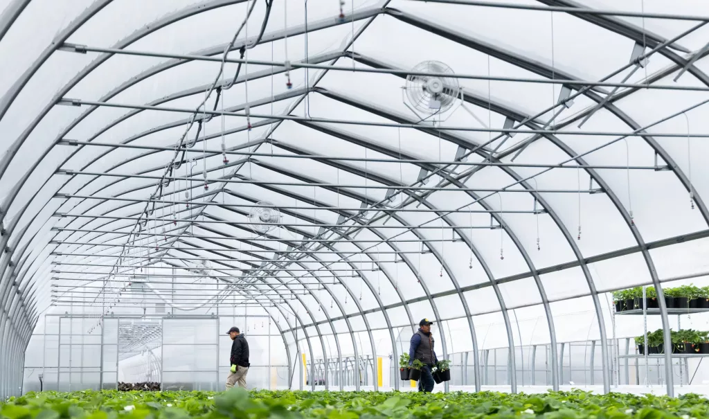 serres professionnelles maraîchères - fraises