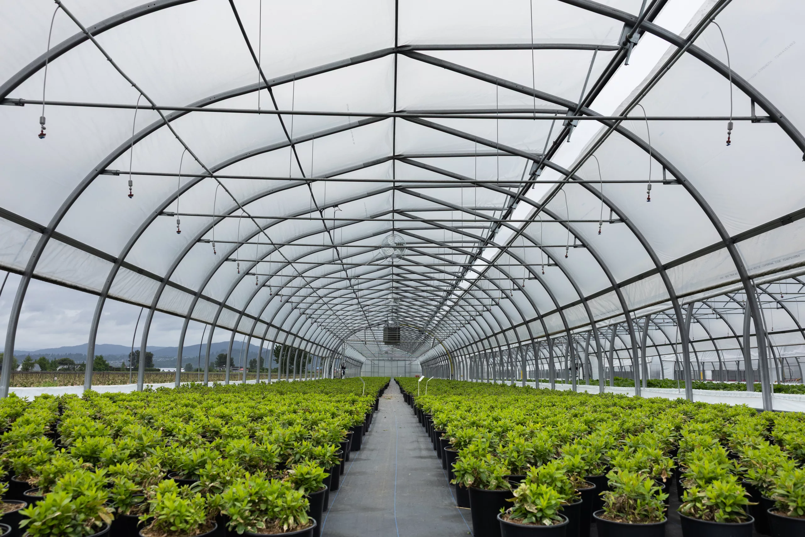 van belle nursery - Serre horticole professionnelle - serre individuelle