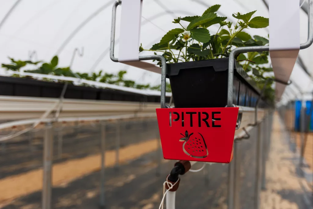 Production de fraises sous tunnels agricoles à gouttière surélevée améliorant le drainage, la ventilation et l’uniformité climatique