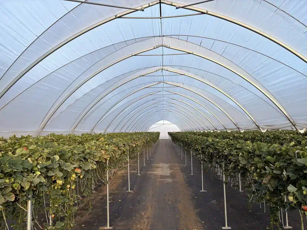 high tunnel vs freestanding greenhouse