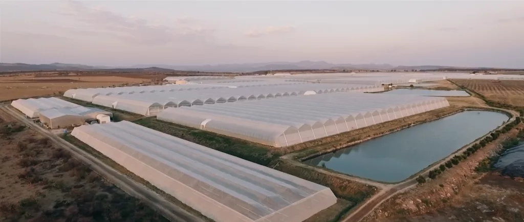 Luminosa horticole fin aerienne redsunfarm mexique 2019 2
