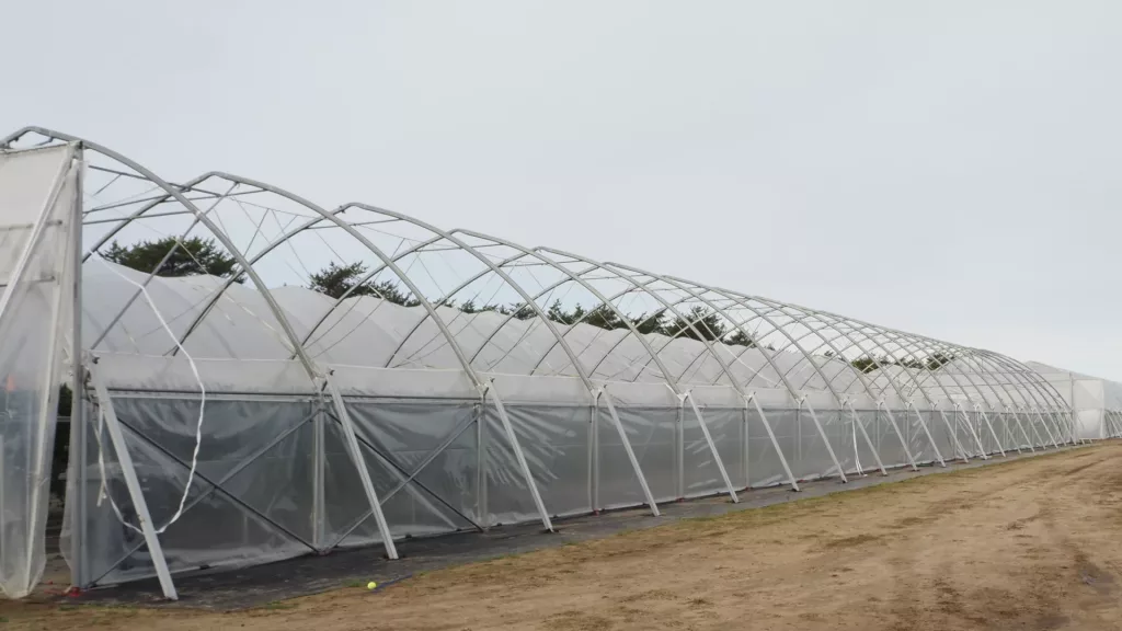 Serres grands tunnels - TunnelPro Plus 4 Vue de côté de serres grands tunnels agricoles