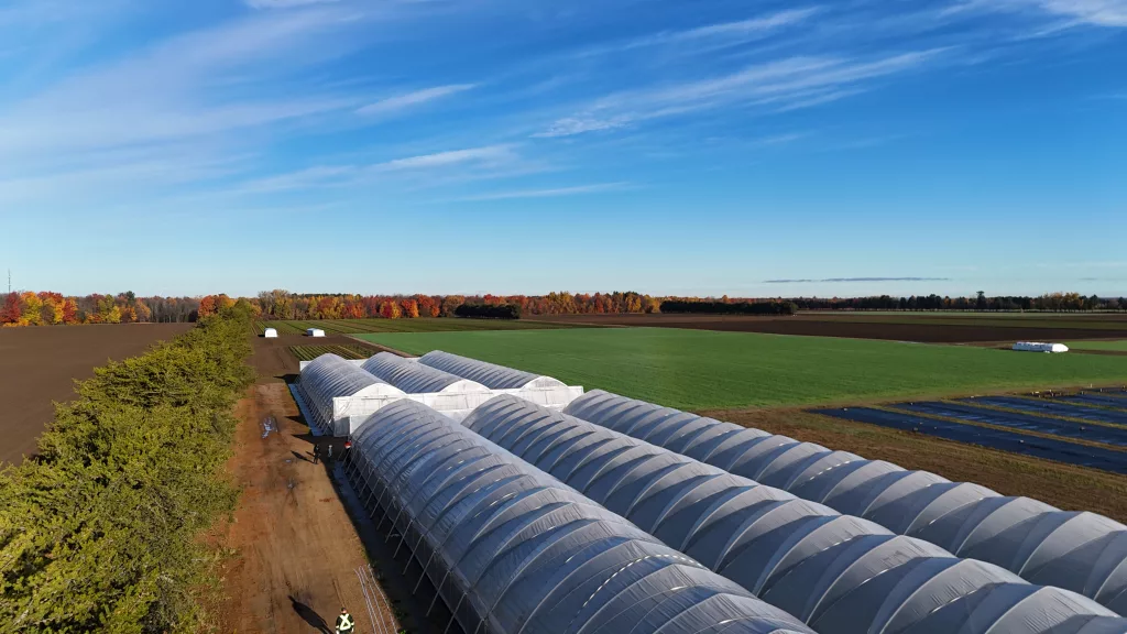 Strawberry plug production under a high tunnel for early plant development