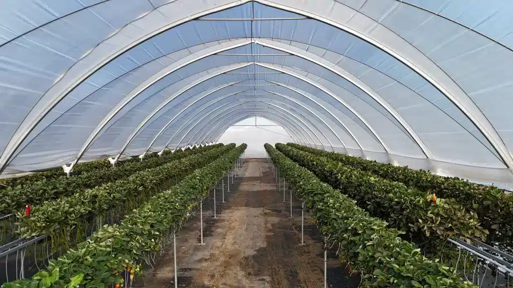 harnois-tunnelproplus-fraises-quebec-culture fraise hors sol sous serre-2025