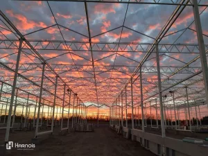 Serre en verre de type venlo - Vermax 10 Harnois Greenhouses Vermax 04