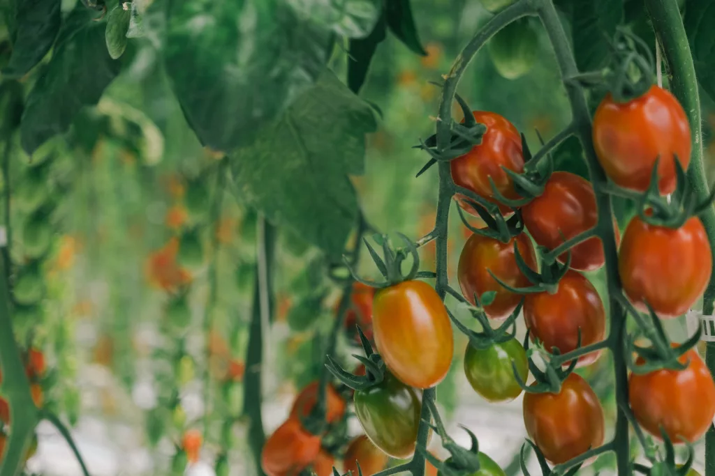 Close-up plan on tomates inside a Harnois Greenhouse
