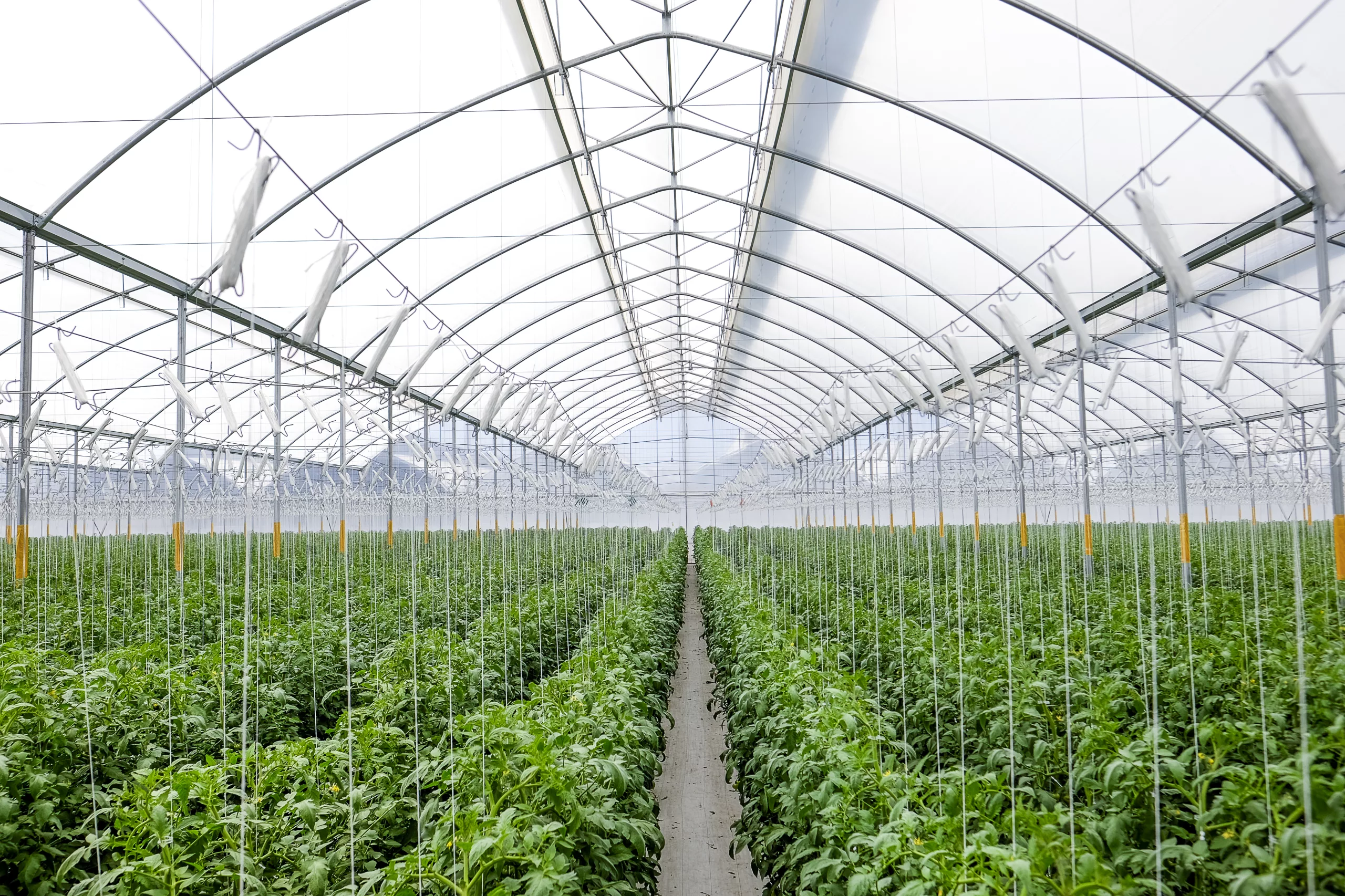 Tendances en 2025: Production en serre 4 DSF8379 scaled