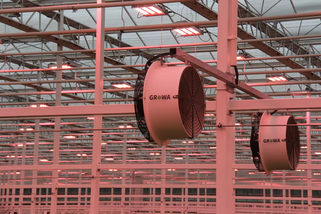 Automated commercial greenhouse interior – VegPro International