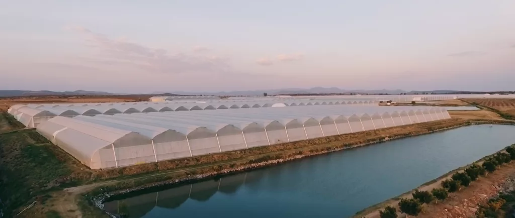 Luminosa horticole fin aerienne redsunfarm mexique 2019 5