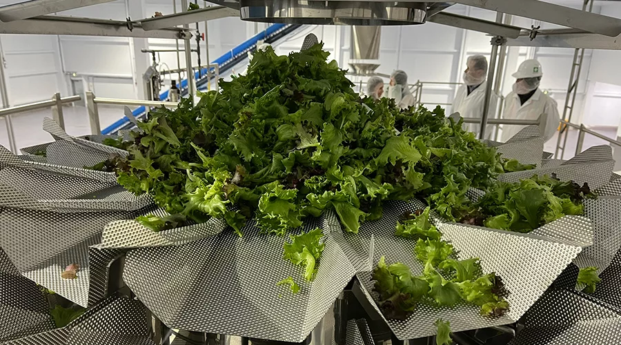 Tendances en 2025: Production en serre 6 MLEH serre Vegpro1