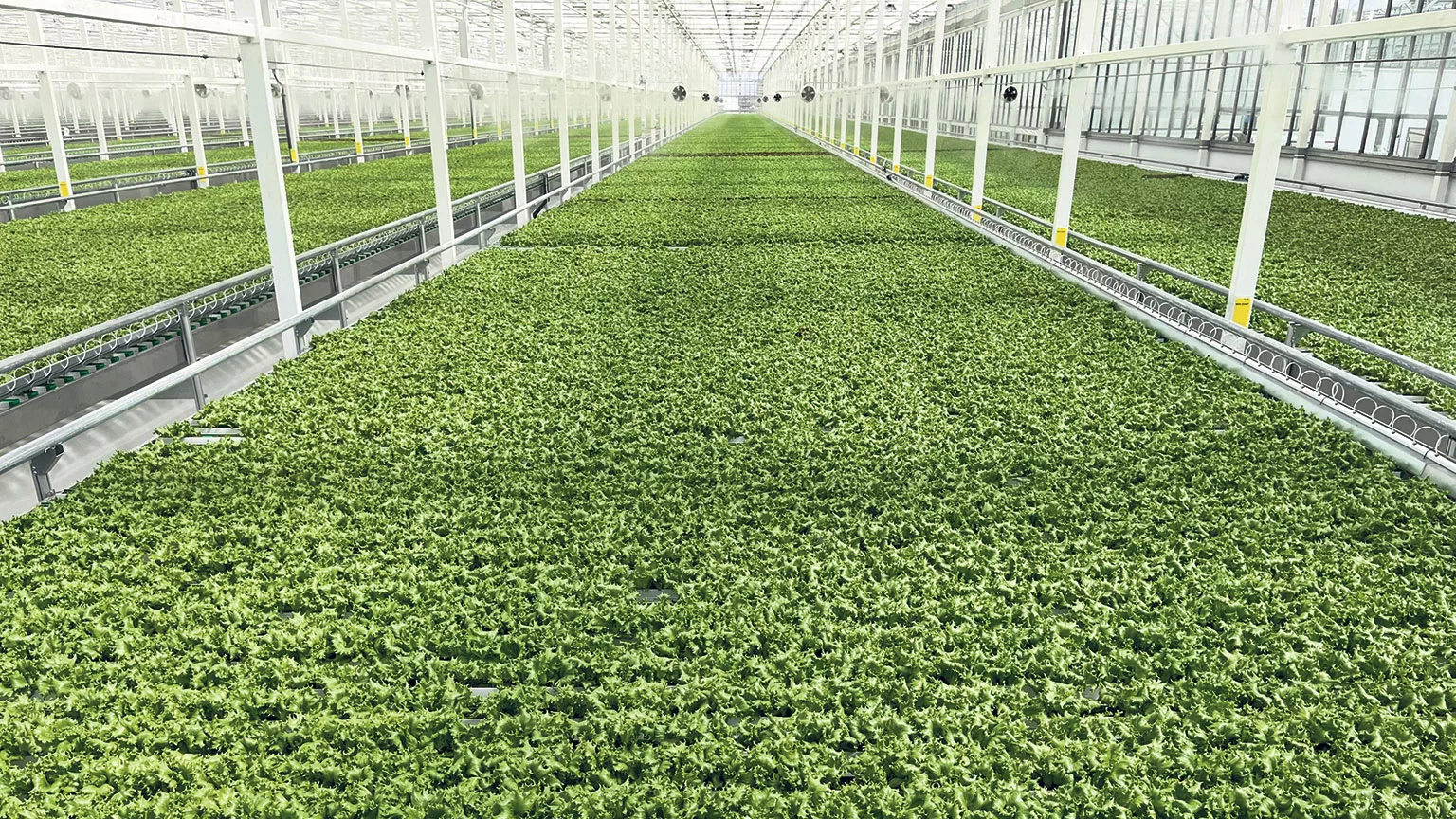 MLEH serre Vegpro2
