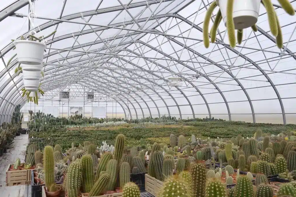 Ovaltech IV freestanding greenhouse used for commercial cactus cultivation