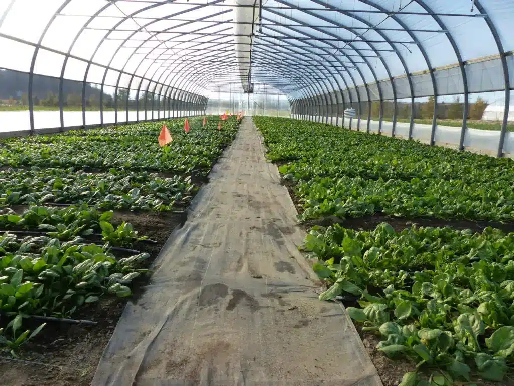 Serre maraichere à la Ferme Chapeau Melon - Une Ovaltech III de 35 x 165 avec la culture de légumes directement au sol