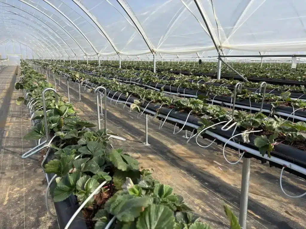 fraisiere durette fraise gouttiere grand tunnel