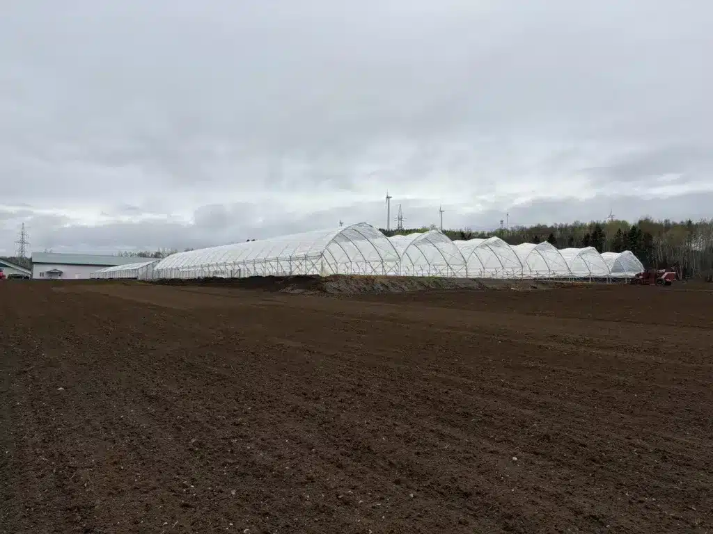 fraisiere durette grand tunnel harnois