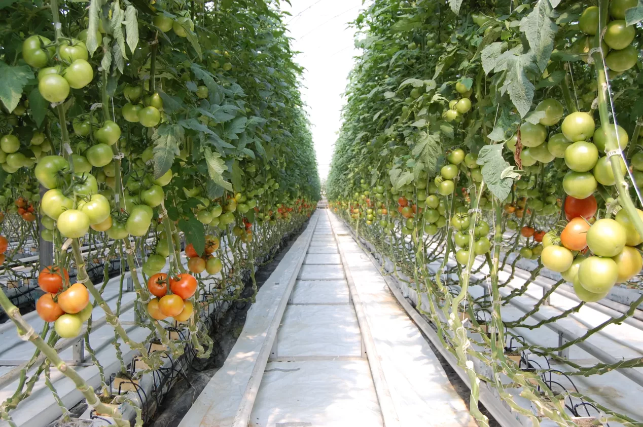 Produit-type culture-choix 2 (ajout couleur rouge tomates)